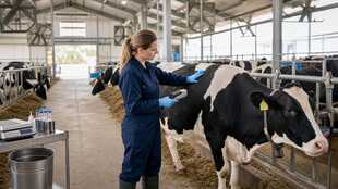 Animal Scientist