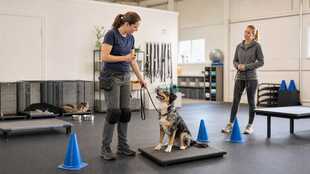 Animal Trainer