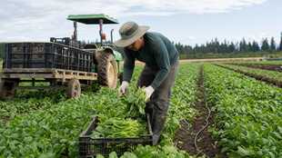 Farm Laborer