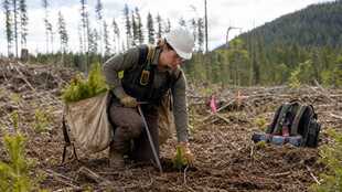Forest and Conservation Worker